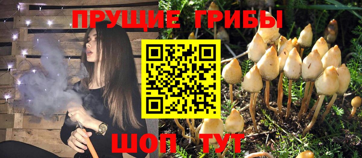 Псилоцибиновые грибы ЛСД  Вход с VPN  Мытищи  Псилоцибиновые грибы Psilocybe 